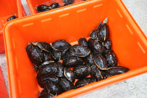 被查獲298隻的食蛇龜，數量驚人。財政部關務署高雄關/提供