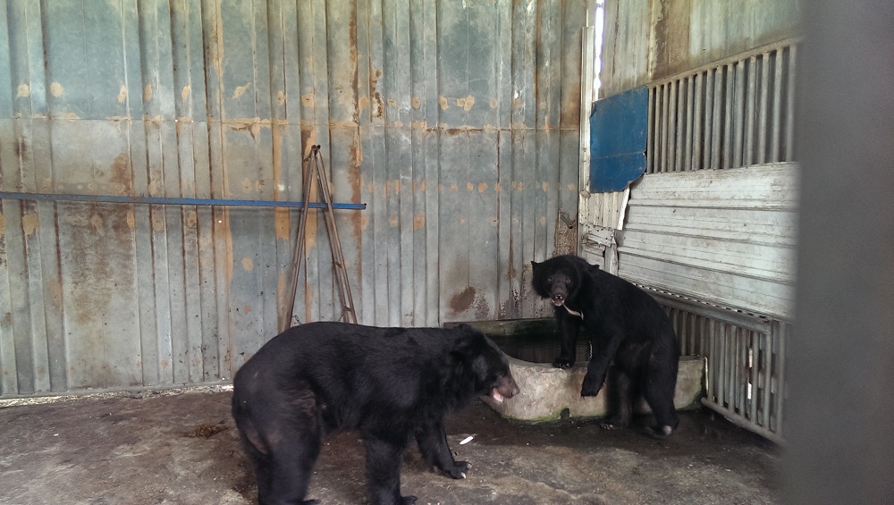 李姓民眾生前飼養的台灣黑熊。屏東縣政府/提供