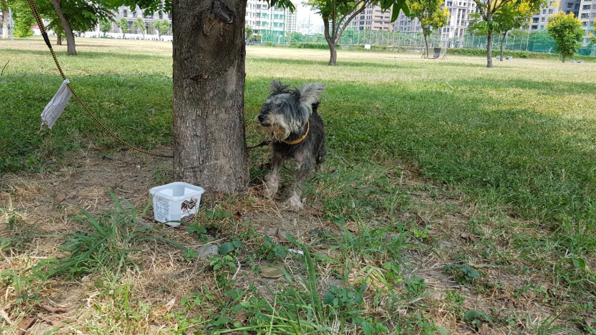即使被綁在樹下，當天高溫的熱浪，造成狗狗呼吸困難。高雄市關懷流浪動物協會/提供