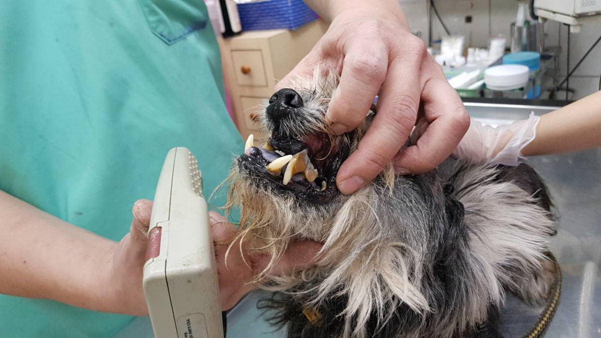 只剩6顆牙的雪納瑞。高雄市關懷流浪動物協會/提供