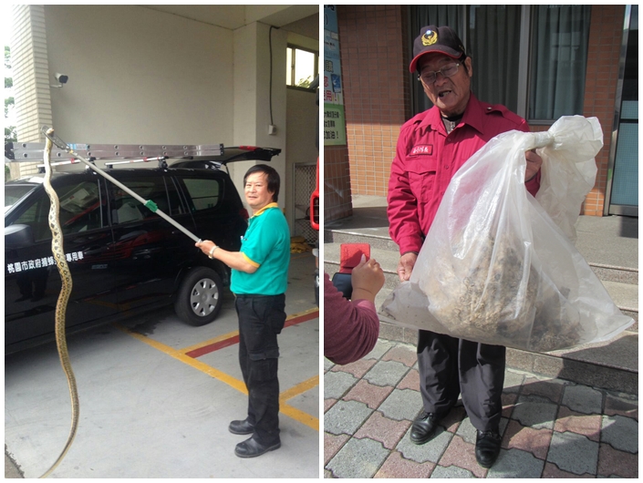 消防人員捕蛇，台灣動物新聞網資料照。農業局/提供