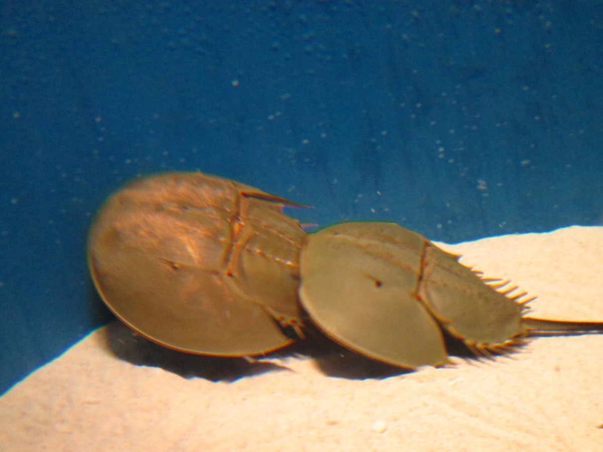 海生館內的兩隻成鱟,約40~50公分大。屏東海生館/提供