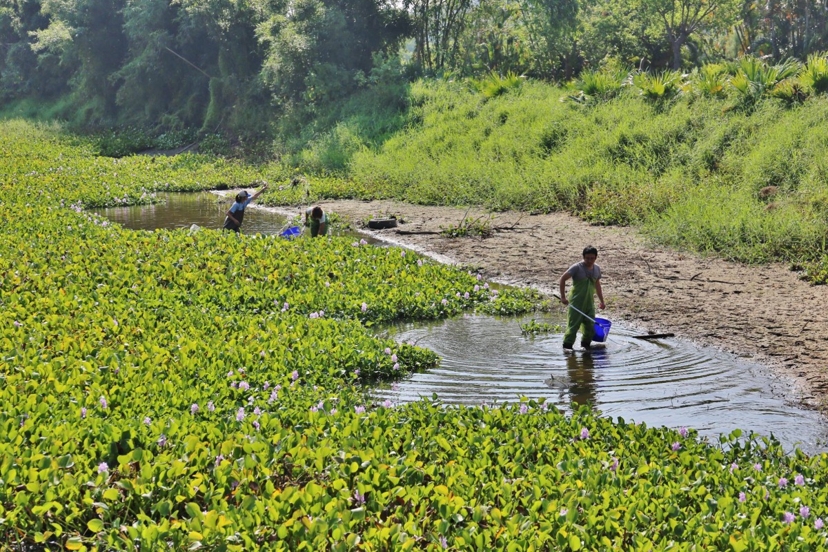 打撈大鱗梅氏細鯿。金門縣政府建設處農林科/提供