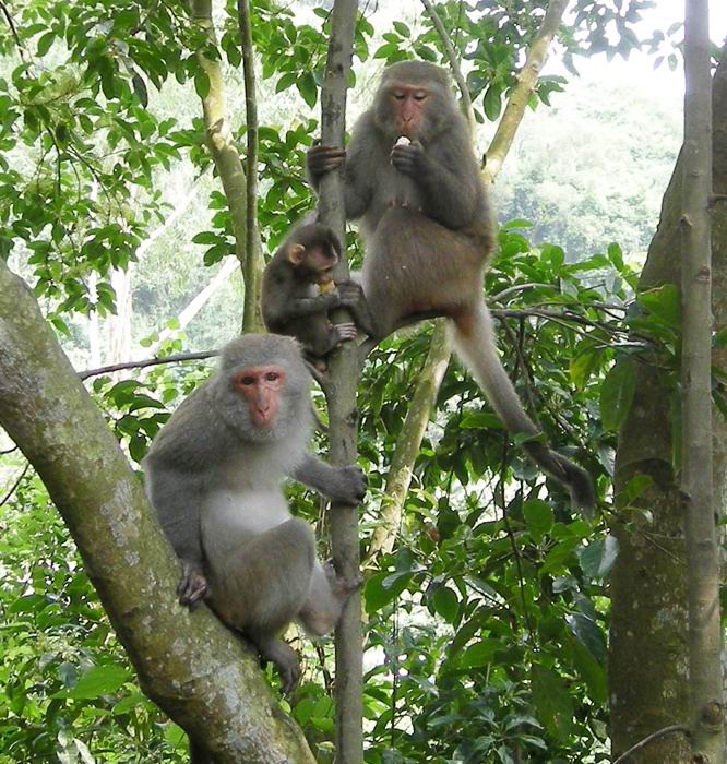 因人類餵食,台灣獼猴吃著玉米。南投林管處/提供