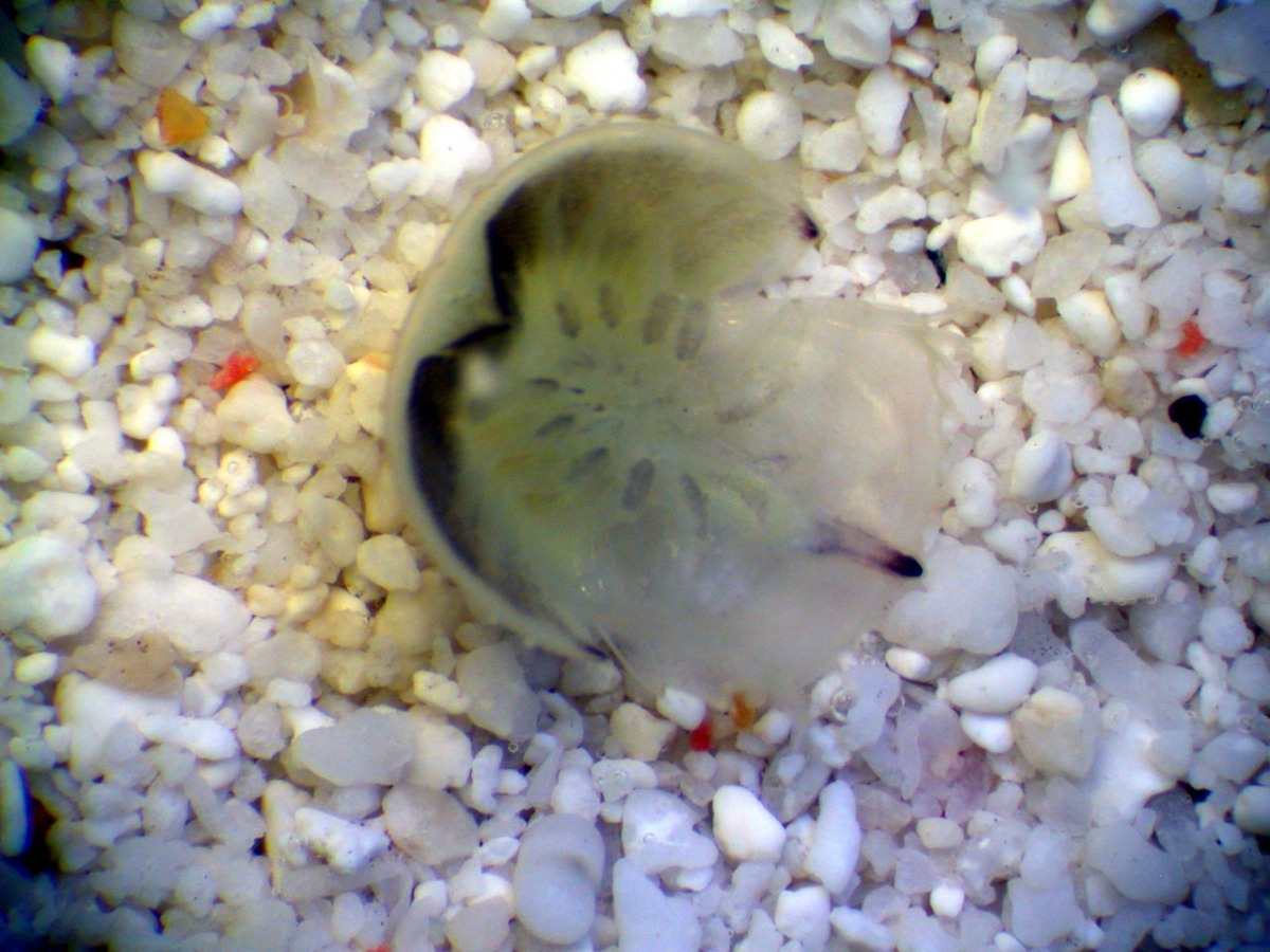 館內出生的鱟寶寶。屏東海生館/提供