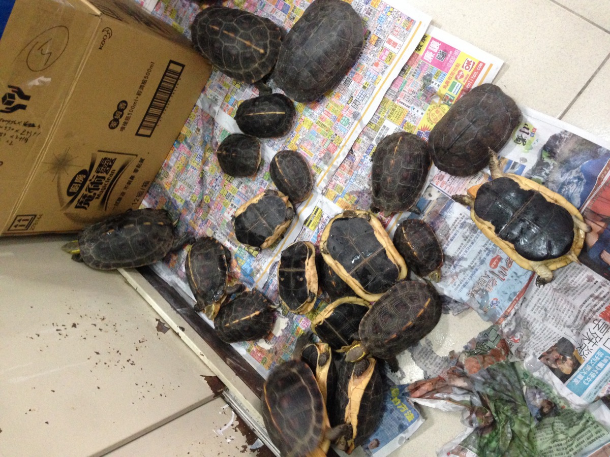 被查獲的17隻食蛇龜與2隻柴棺龜。保七總隊第四大隊/提供