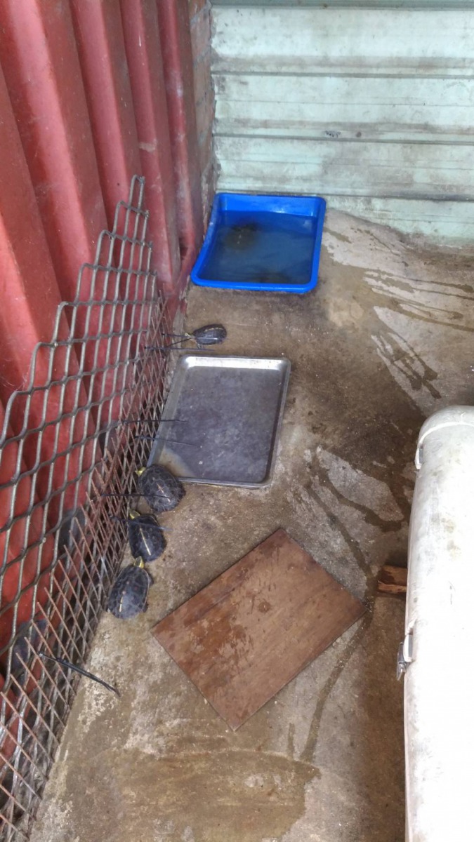 胡嫌將食蛇龜獵捕後,囤放飼養的環境。保七總隊第四大隊/提供