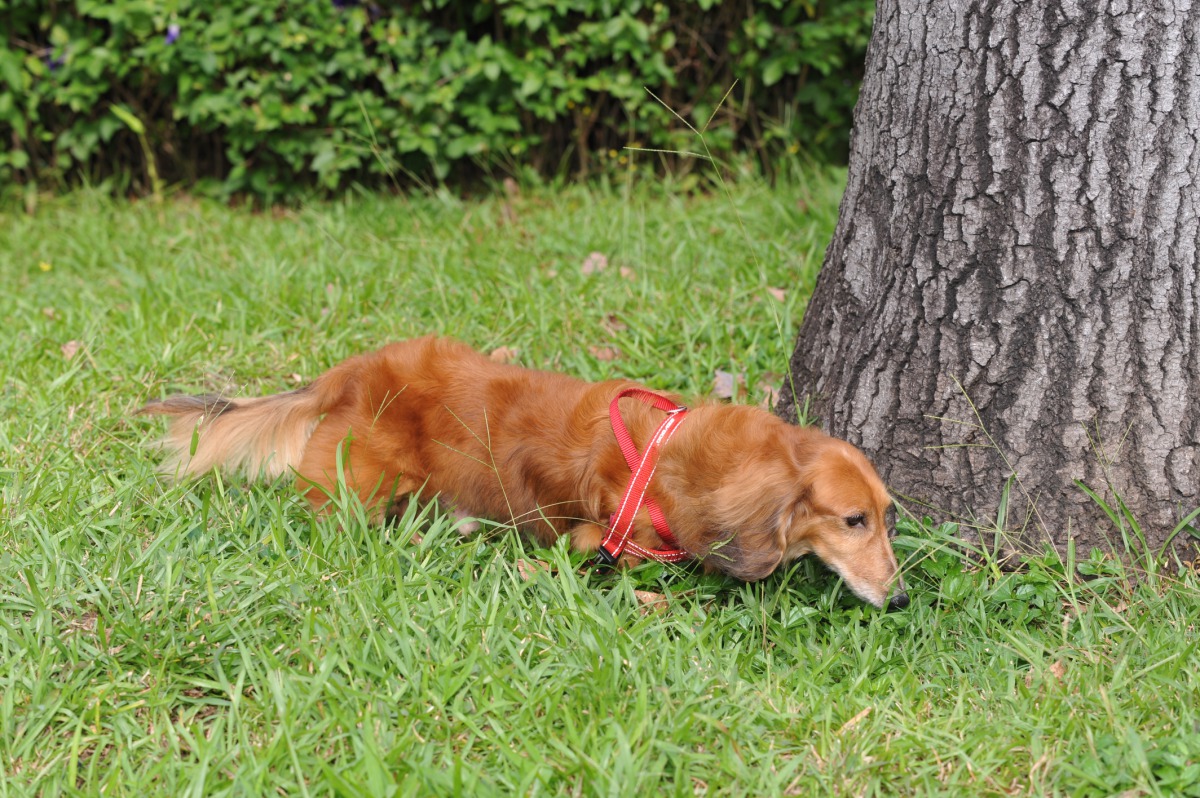 把握最後機會帶家中毛孩去結紮。資料照片