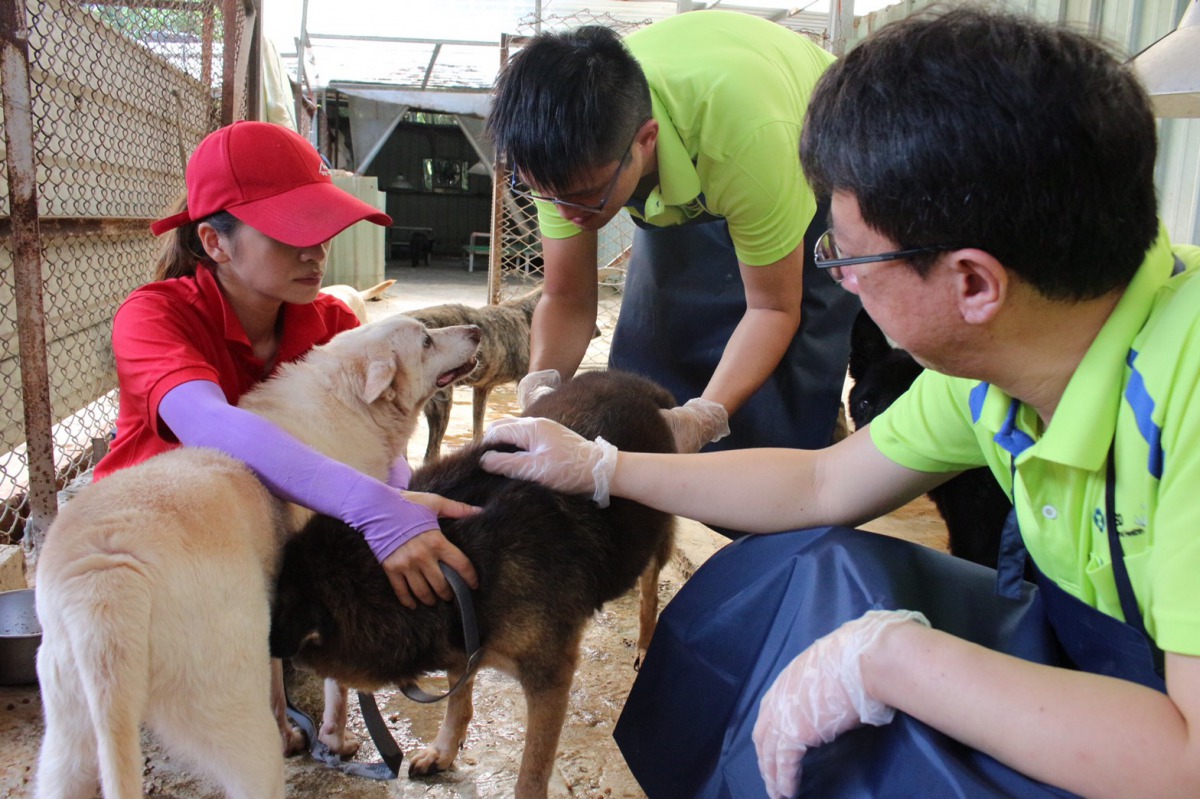 郭建新與黃國城獸醫檢查保育場內的老狗們。攝影/朱曼寧
