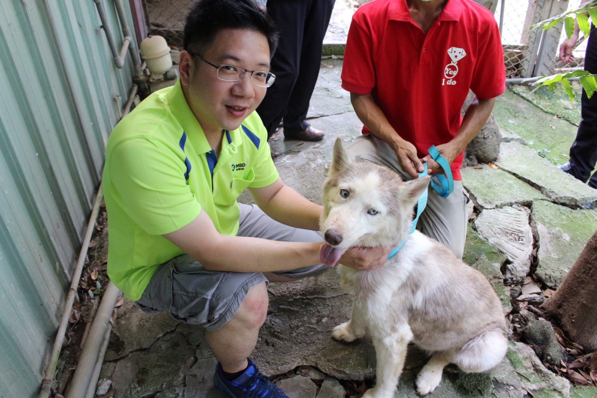 李家榮獸醫檢查哈士奇的身體狀況。攝影/朱曼寧