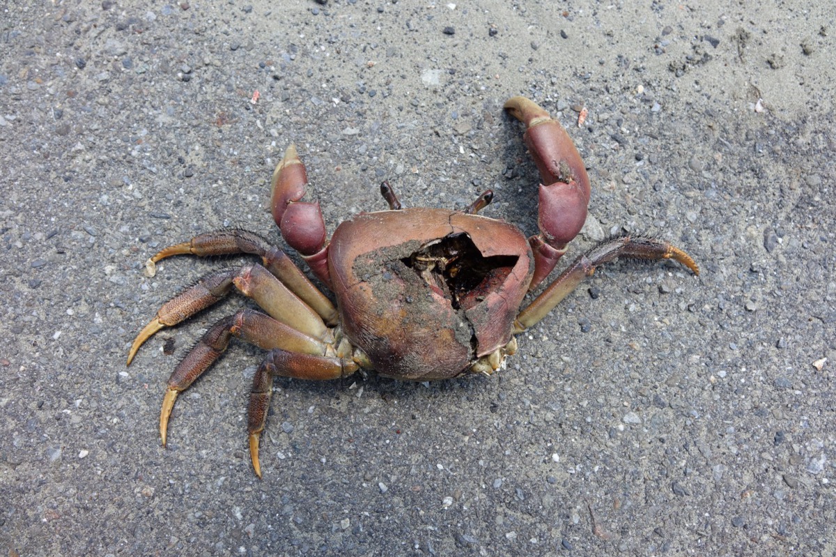 凶狠圓軸蟹的背甲上有一個大洞。台管處/提供