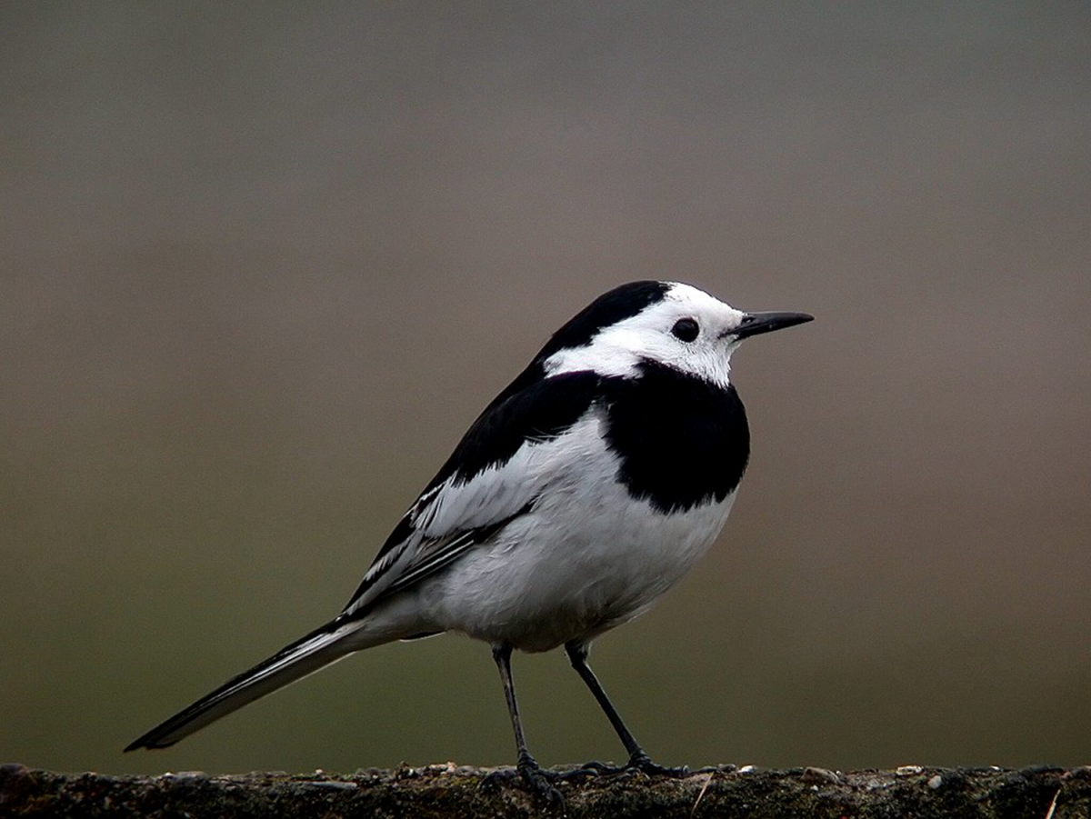 白鶺鴒，又稱牛屎鳥。基隆鳥會/提供