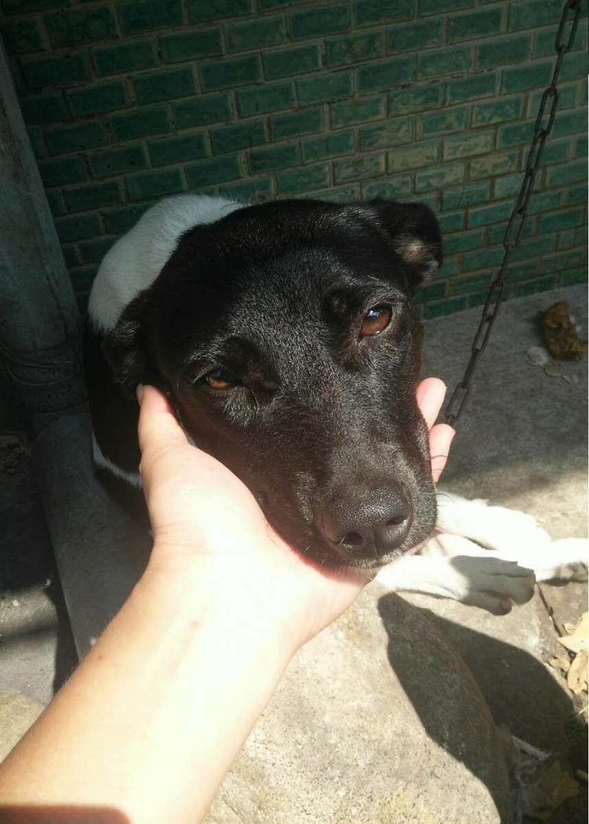 狗媽媽十分親人，唯獨在陌生人接近幼犬時會警戒。陳小姐/提供