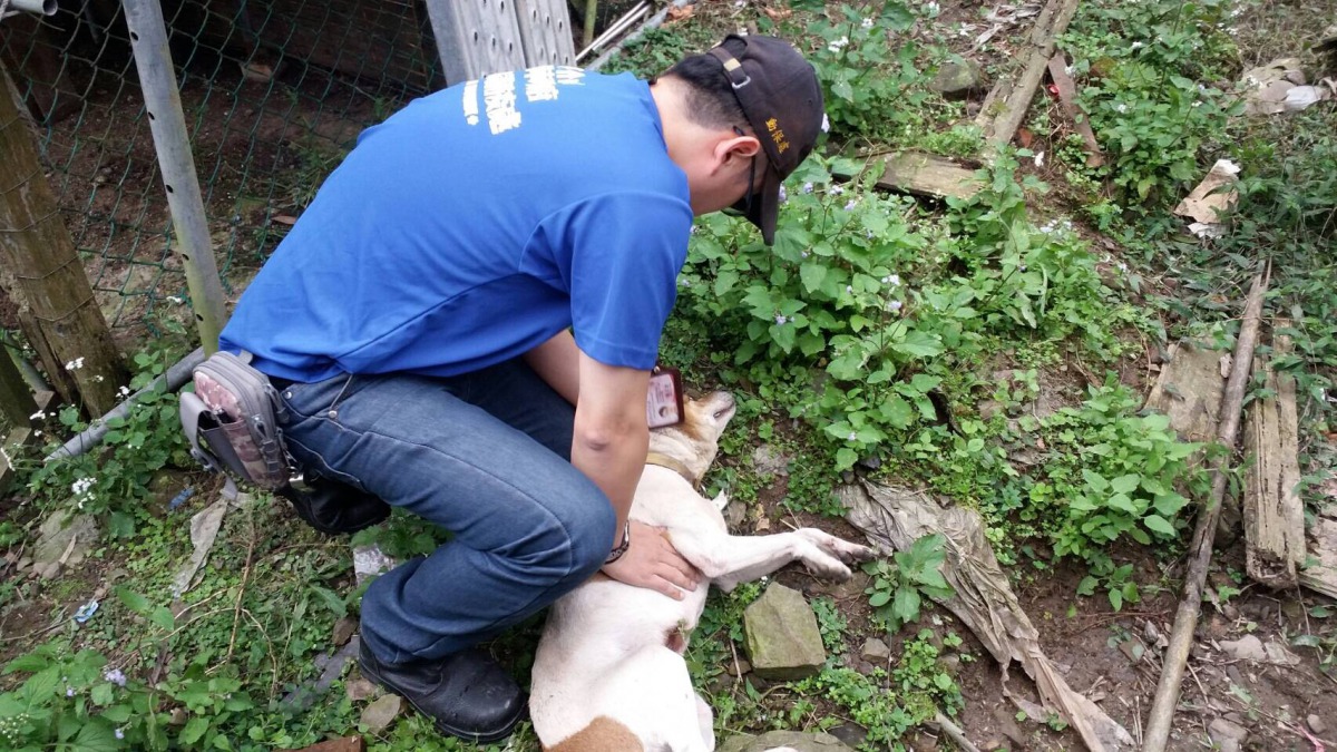 動保員替浪犬「土豆」實施胸外按摩。新北市動保處/提供