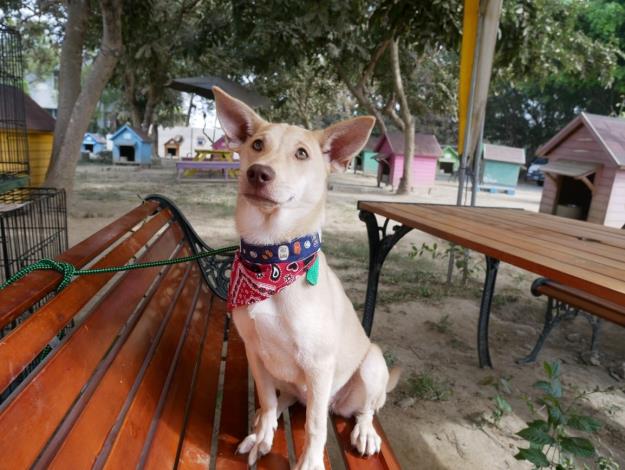 寵物登記跟外出看顧好寵物，都是飼主的基本責任。台南市動保處/提供