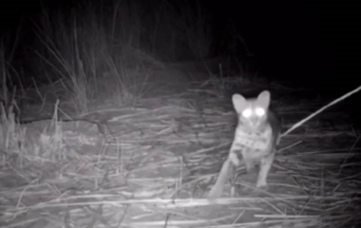 短短30秒的影片,證實卓蘭鎮的大安溪畔是石虎的棲息環境。翻攝自YOUTUBE