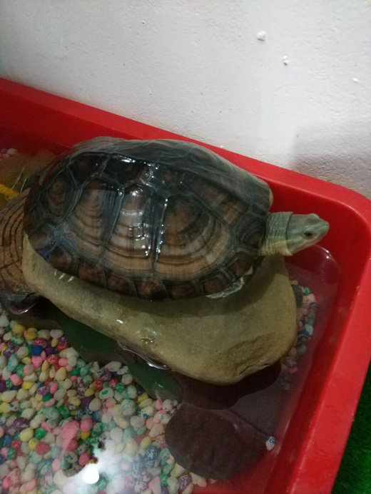 民眾飼養柴棺龜，因涉嫌違法獵捕、飼養保育類動物遭法辦。新北市動保處/提供