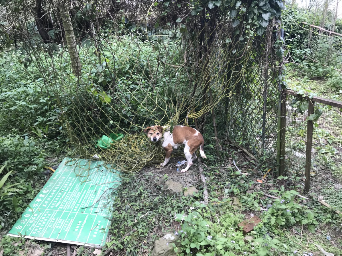 動保員剛到現場的時候，「土豆」非常緊張。新北市動保處/提供