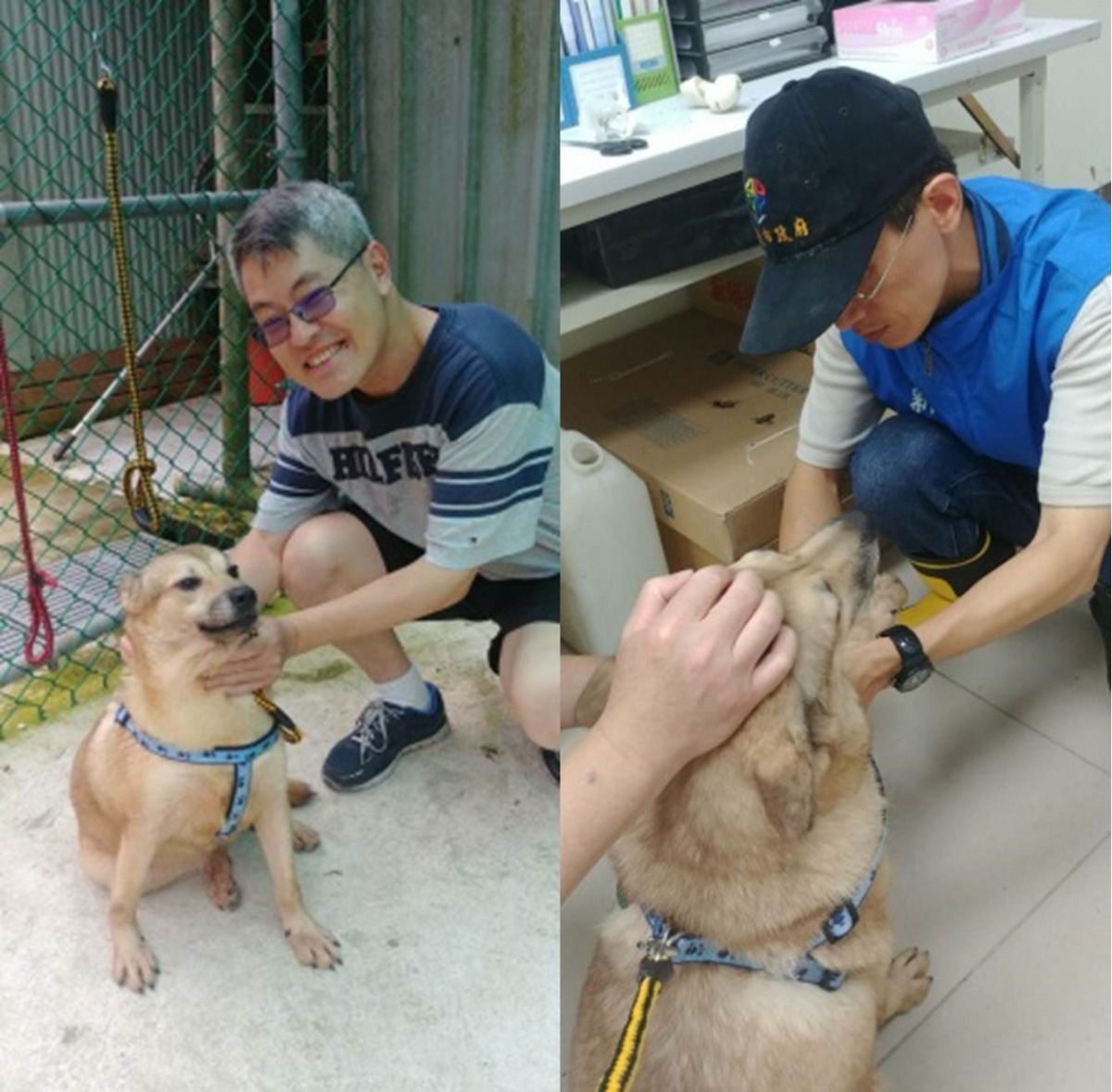 (左圖)志工DC Wang與大黃歡樂互動；(右圖) 獸醫王嚴緖為大黃抽血、血檢。新北市動保處/提供