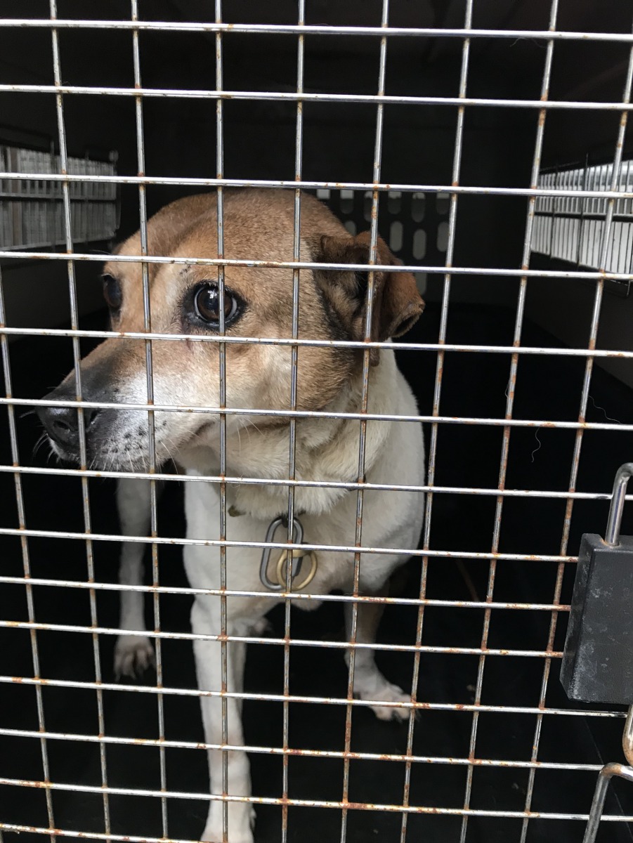 「土豆」已開放民眾認養，希望能找到一個溫暖的家。新北市動保處/提供