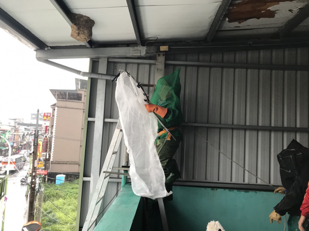 為了因應5月起的蜂巢旺季，新北市動保處嚴正已待。新北市動保處/提供