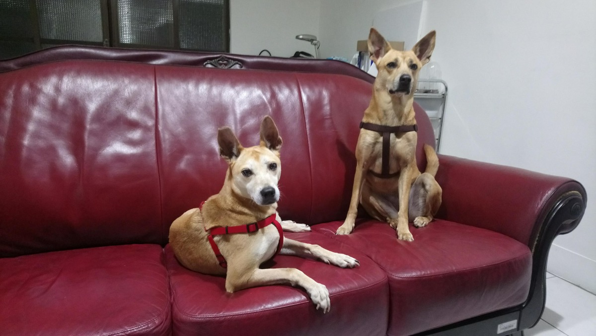 Vivi與Momo感情很好。蘇小姐/提供