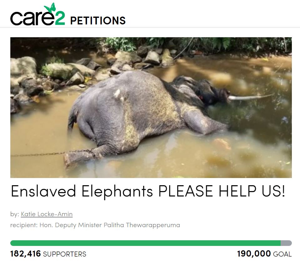 有網友發起連署，希望藉由群眾的力量，讓斯里蘭卡政府重視大象村的動物福利問題。翻攝自連署網站