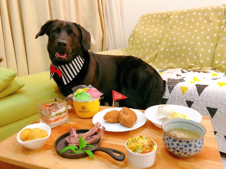 只要飼主能夠掌握狗狗的需求,在大樓裡養大狗並非不可能喔!八樓不住八樓/提供