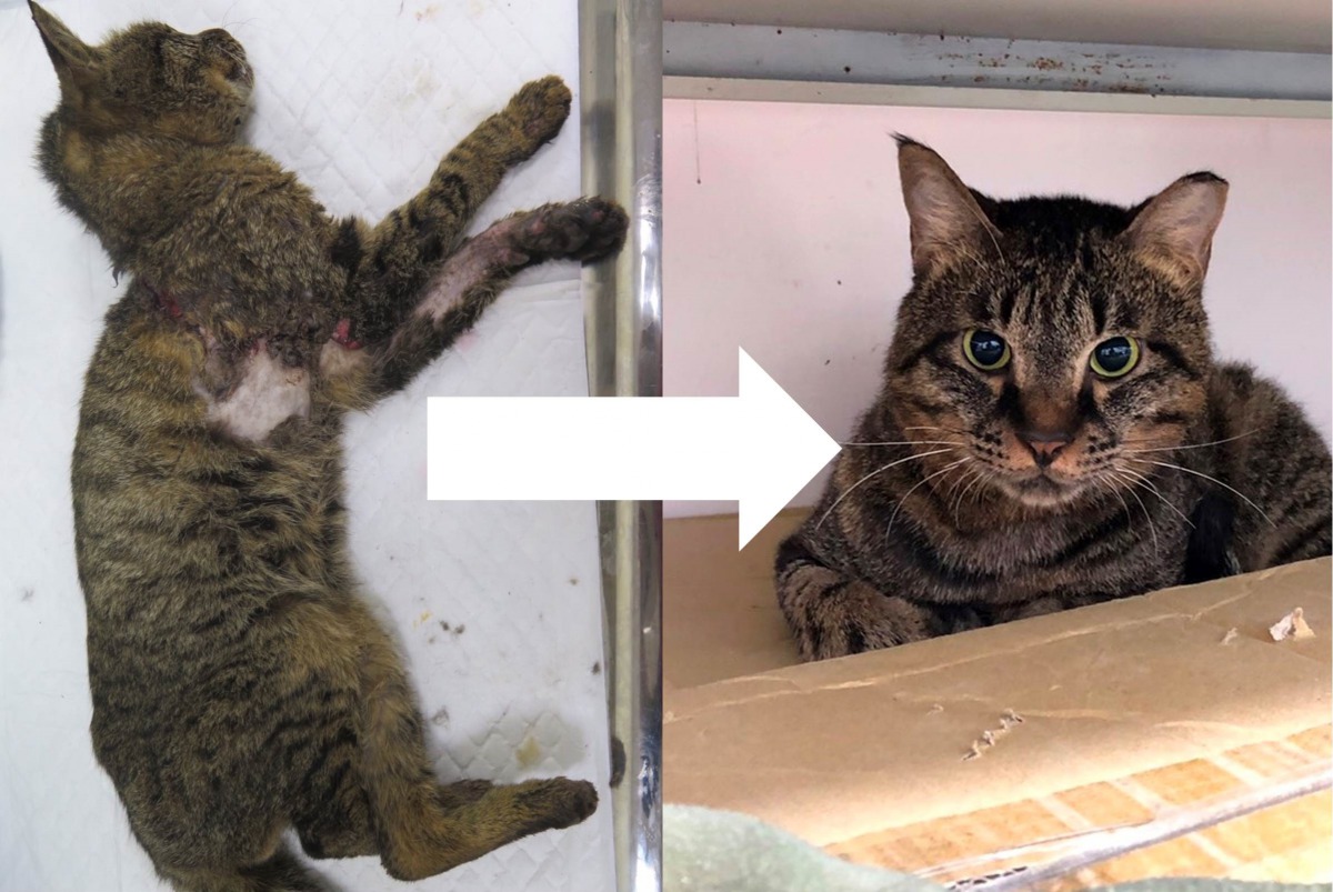 愛滋貓遭橡皮筋纏身 如今珠圓玉潤