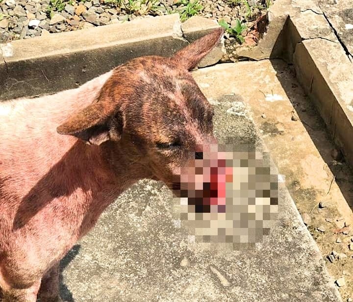馬來西亞沙巴有隻浪犬遭人削去口鼻，動保團體也祭出獎金緝凶。照片經馬賽克已經處理，翻攝自SPCA KK粉絲專頁