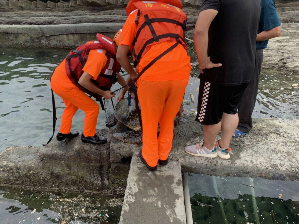 海巡人員將綠蠵龜救出。海巡署/提供