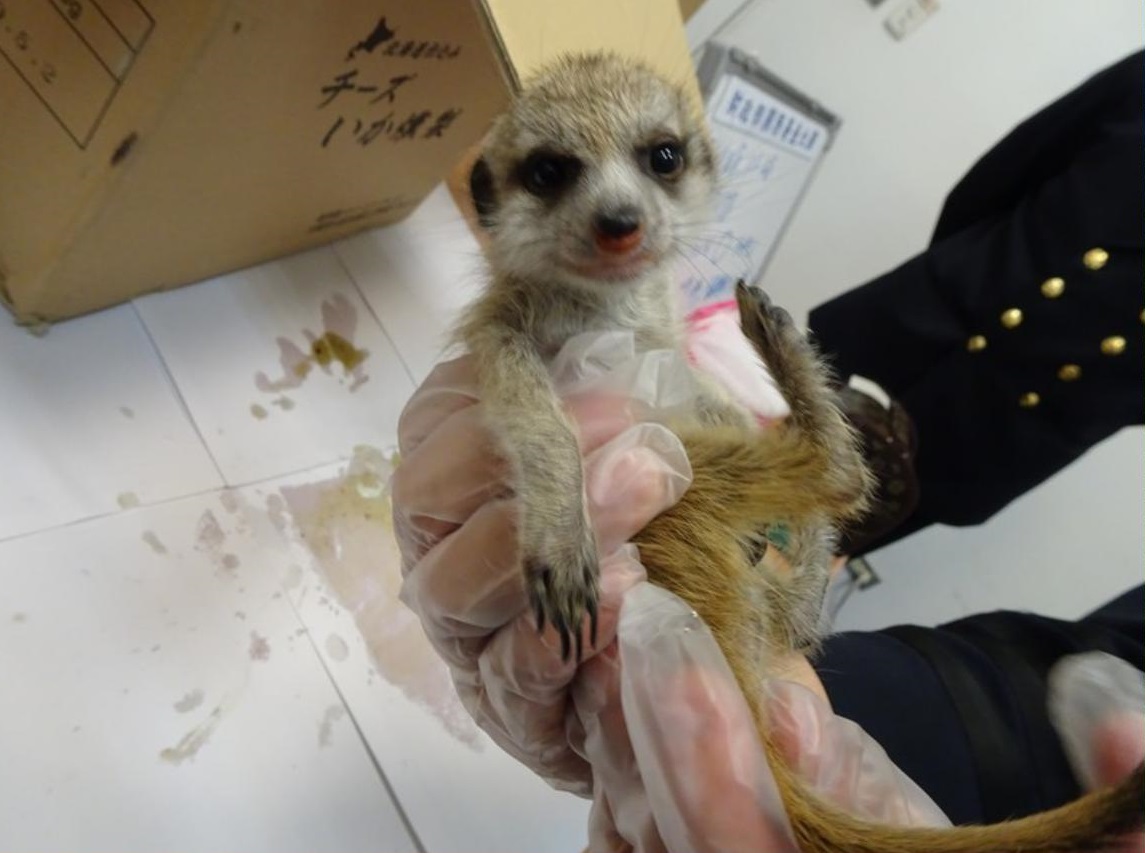 圖為旅客違規攜帶入境的狐獴。臺北關/提供