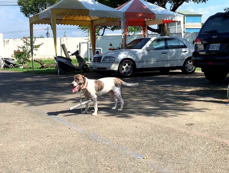 台南市有名女童被狗追逐後莫名猝死，吳姓飼主因疏於管理犬隻導致憾事發生，獲判過失致人於死罪。資料照非當事犬，台南市動保處/提供