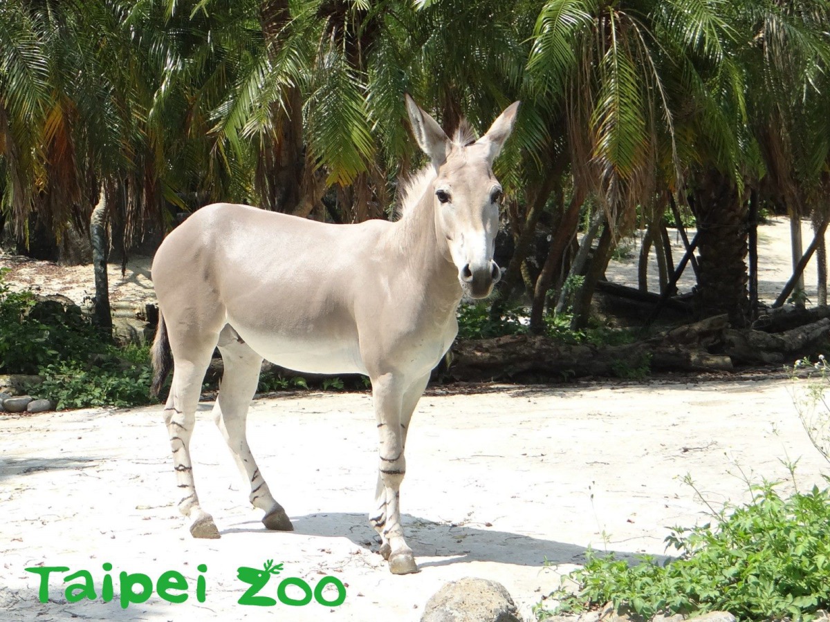 非洲野驢「Lucas」的健康檢查順利，結果人獸平安。台北市立動物園/提供