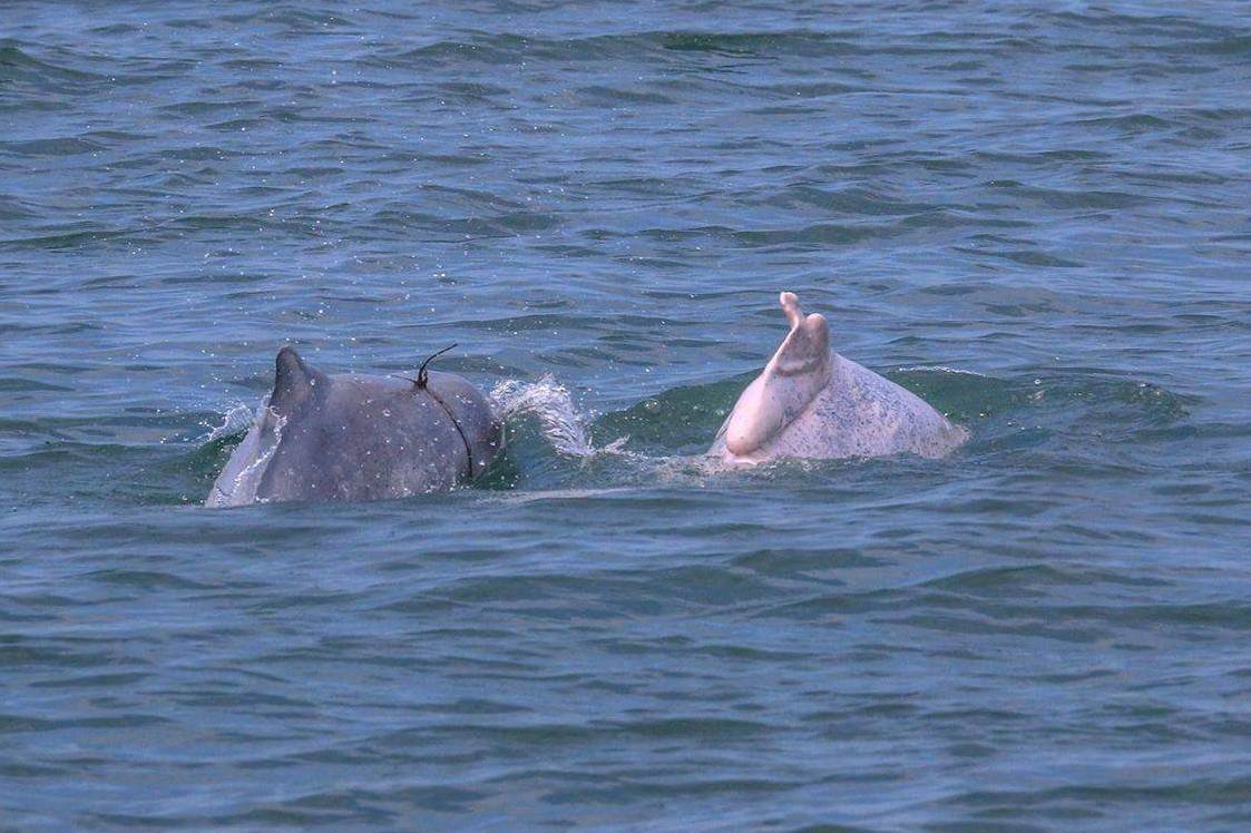 今(2018)年七月,一對白海豚母子出現在雲林沿海,母親身上有傷口,小孩身上被漁網纏繞且深陷身體。台灣媽祖魚保育聯盟/提供