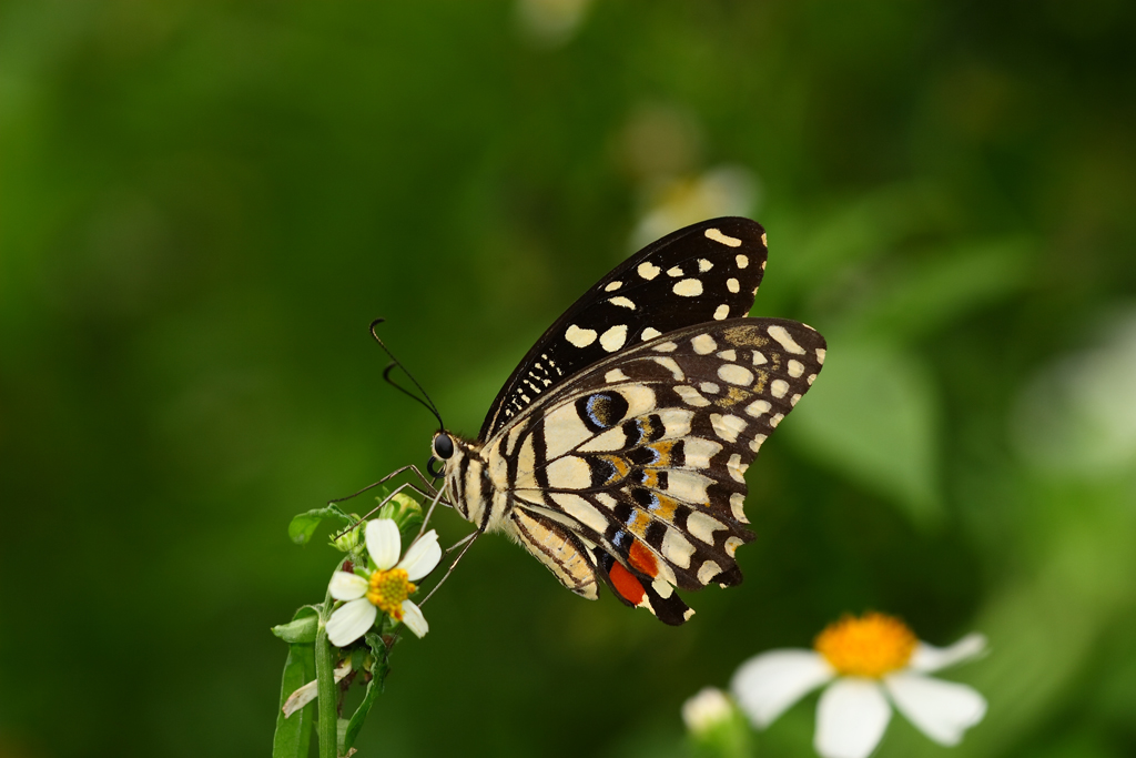 台北市動保處準備了暑假限定的「 2018蝴蝶生態與環境教育推廣活動」,讓都會區的民眾在閒暇之餘,也能和蝴蝶來場甜蜜約會。。圖為花鳳蝶(無尾鳳蝶),台灣蝴蝶保育學會/提供