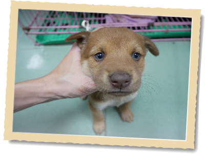9隻幼犬遭人棄養，已有2隻被認養，其餘皆開放民眾認養。圖為其中1隻，取自台南動保處網站