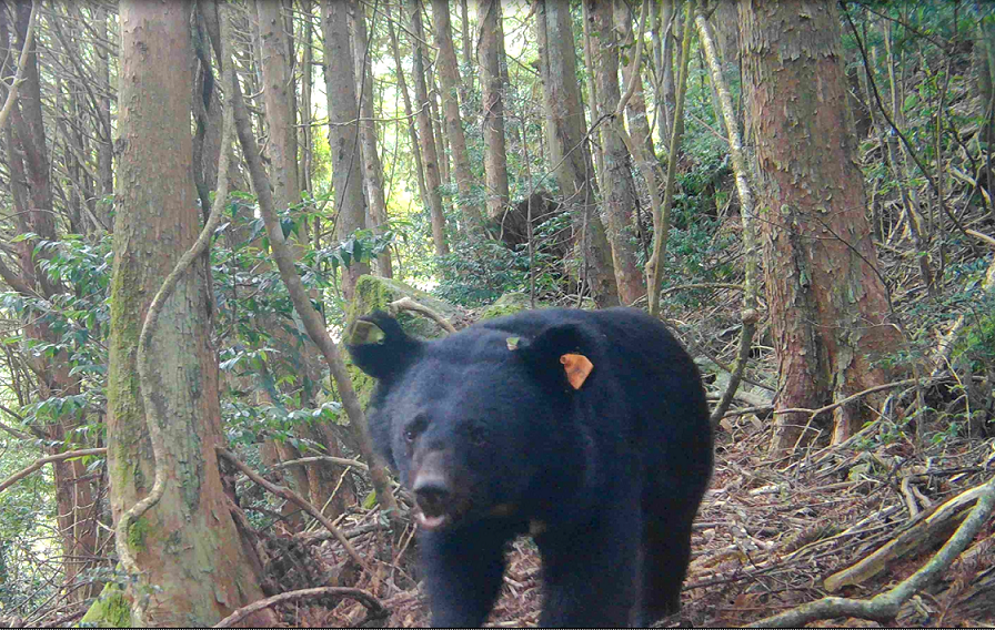 今(2019)年11月,東勢林區管理處與國立屏東科技大學在大雪山拍攝到去(2018)年牙痛救傷成功野放的黑熊媽媽蹤影。東勢林管處/提供