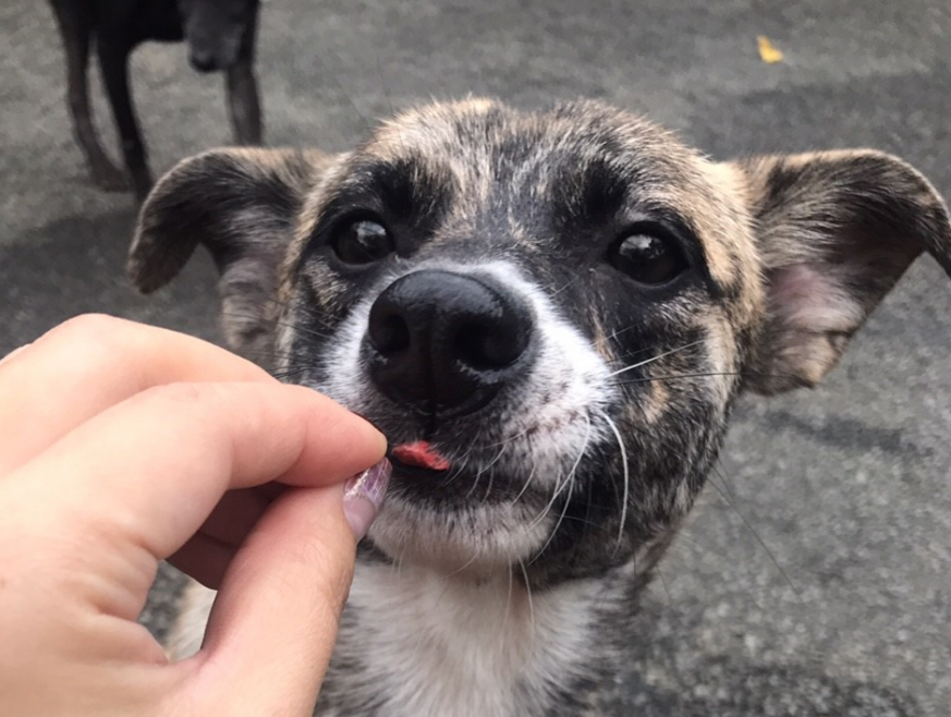 9月9日狗狗節,認養狗狗好過年。資料照,台北市動保處/提供