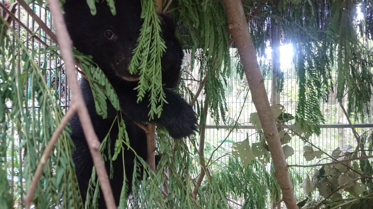 小黑熊已被安置在特殊的大型籠舍中，等待熊媽媽帶牠回山林的家。台東林管處/提供