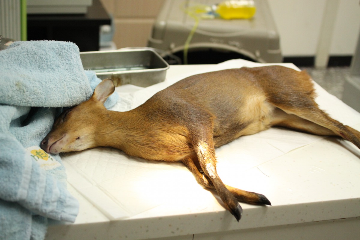 小山羌左前橈尺骨骨折，身上還有多處皮肉傷。新北市動保處/提供