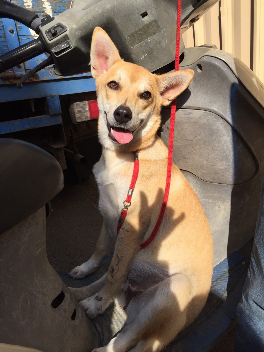 里長們除了推行家犬絕育，同時宣導家犬外出牽繩、飼主隨手清狗便，里民共同營造乾淨整潔的友善動物環境。中華民國保護動物協會/提供