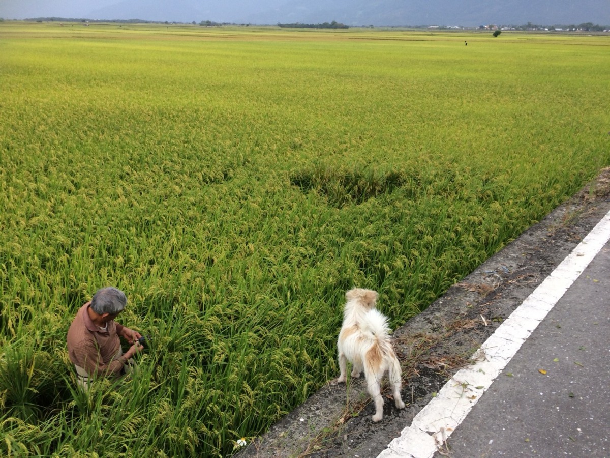 在池上鄉鄉長的推動下，池上鄉是今年非六都「鄉鎮市區」組的最大贏家，「村里」組的金牌也由池上鄉福原村與福文村拿下。中華民國保護動物協會/提供