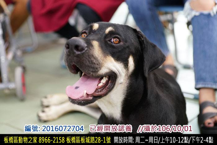 認養是一輩子的事情。取自「板橋動物之家_志工隊」粉絲專頁。