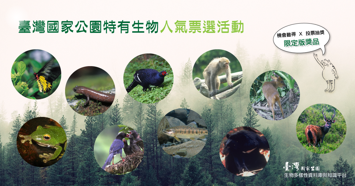 臺灣國家公園特有生物人氣票選活動開始囉！臺灣國家公園生物多樣性粉絲團／提供