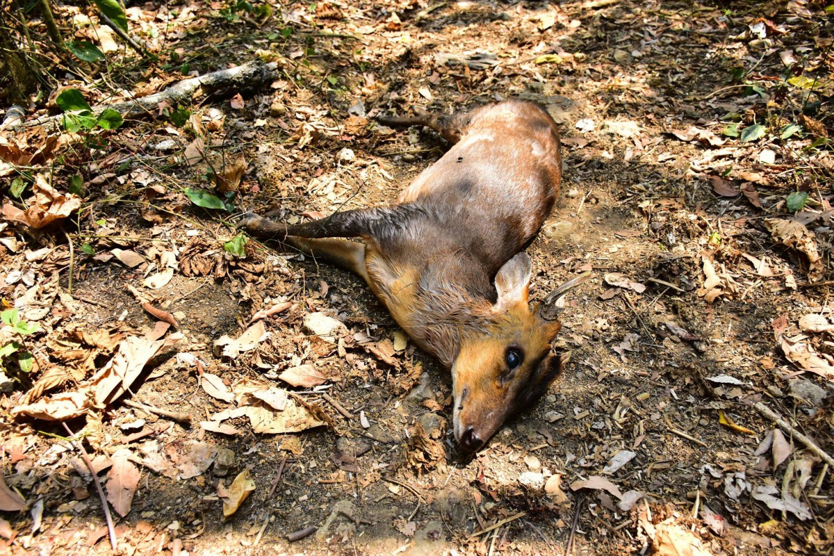 一個上午發生2起浪犬浪犬攻擊山羌事件，其中一隻山羌被發現時已死亡。林先生/提供