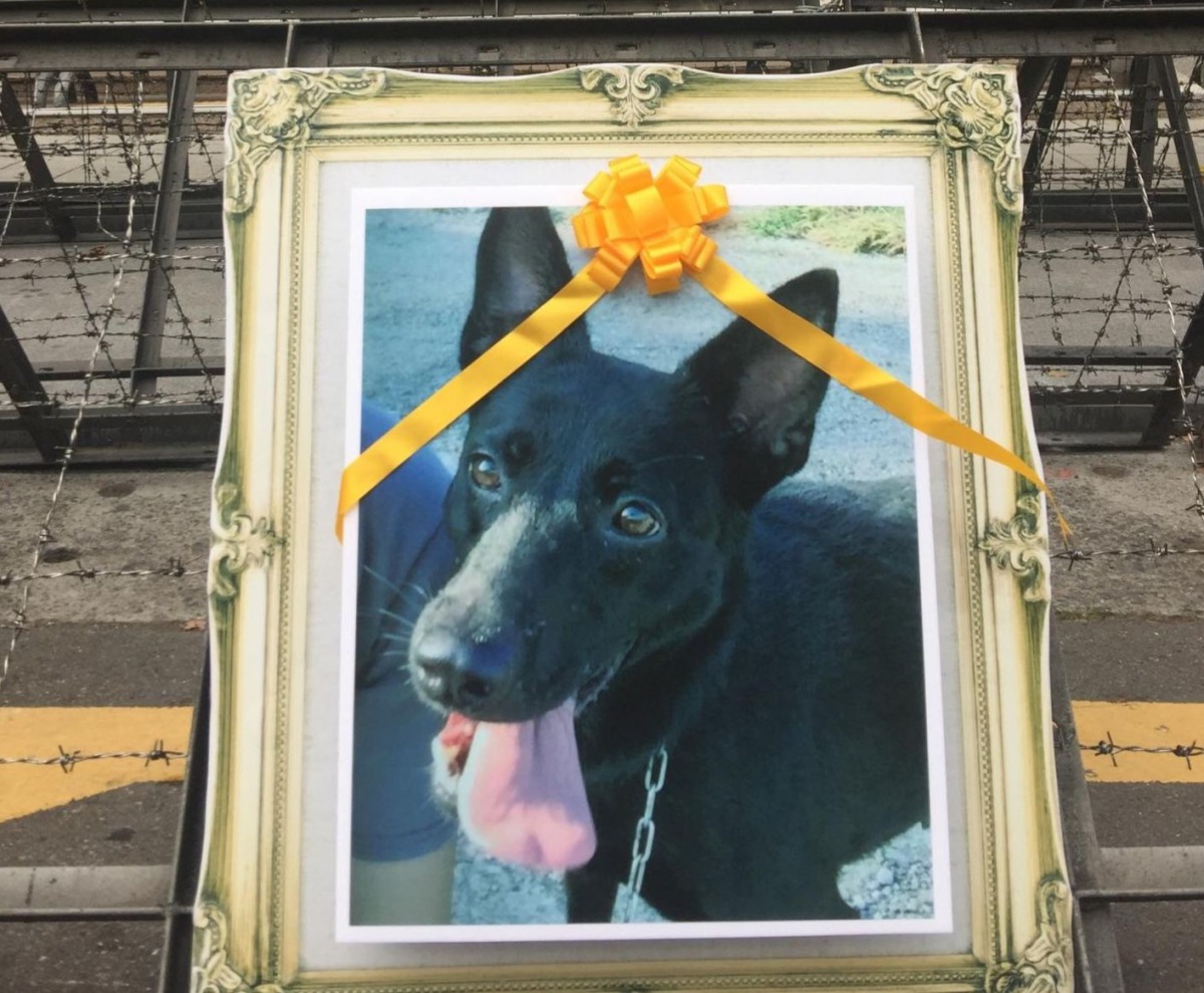 志工發起「429讓愛返回祈福會」,要求政府「設立動保警察」以及「建立公立收容所認養評估與追蹤機制」。丸子/提供