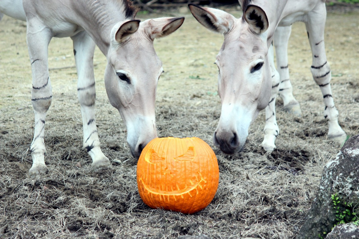 萬聖節即將到來,台北市立動物園除了準備Zoolloween系列活動,也將於10月27日這天舉辦一系列建園104年慶祝活動。台北市立動物園/提供