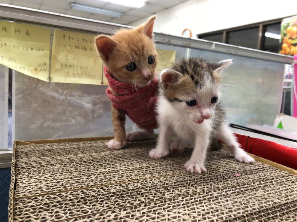 新北市動保處提醒民眾不要輕易帶走奶貓。照片中是新北市動保員陳妙秋照顧的兩隻奶貓「土豆」跟「圓圓」。新北市動保處/提供