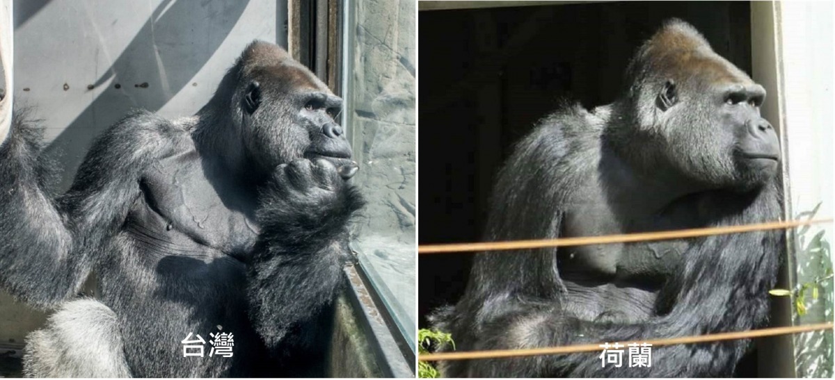 「寶寶」在荷蘭很悠閒的享受日光浴，和在臺灣一樣喜歡坐著觀望周遭的人、事物。台北市立動物園/提供